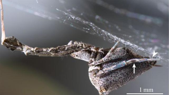 This Spider Catches Prey With A Web Of Electrically Charged Silk 