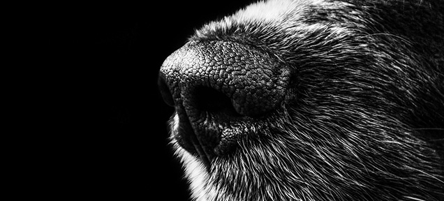 This Is Why Dogs Have An Incredible Sense Of Smell