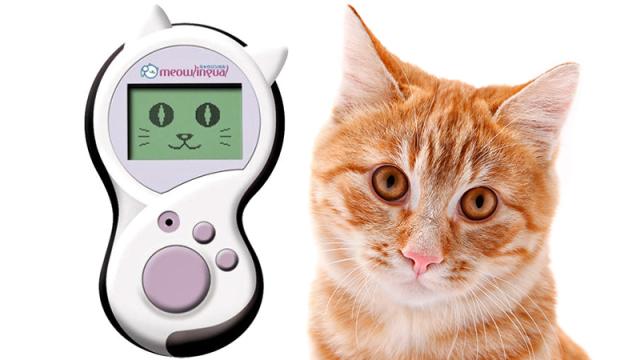 You’ll Finally Understand Felines With The Meowlingual Cat Translator 