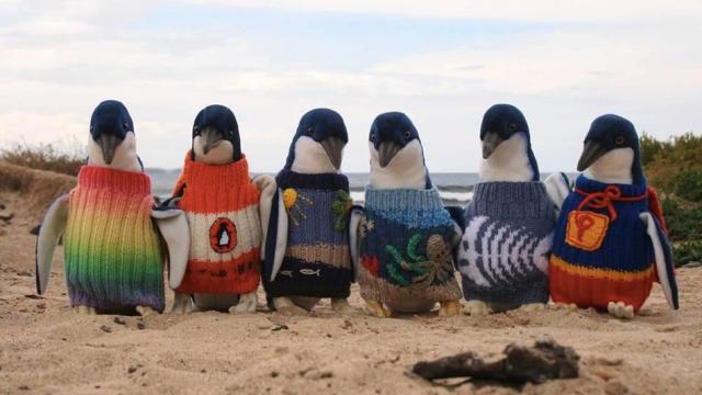 These Australian Penguins In Jumpers Are Fake