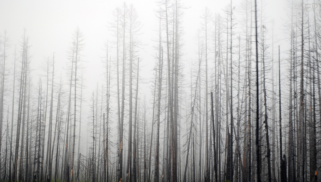 Massive Forest Fires Could Be Cooling The Earth
