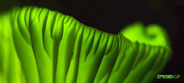 Glow-In-The-Dark Mushrooms Exist, And Scientist Don’t Know Why