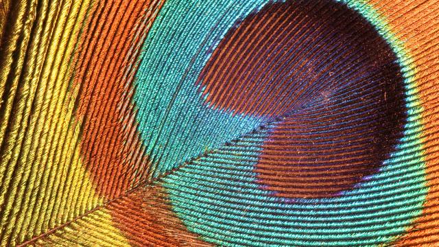 How Nanoscale Optics Create Nature’s Most Dazzling Colours