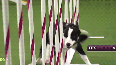 Wow, This Dog Racing Through An Obstacle Course Is Insanely Fast