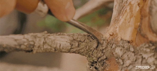 The Delicate Art Of Making Bonsai Trees