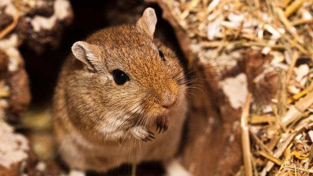 The Black Plague Was Probably Caused By Cute Gerbils, Not Dirty Rats