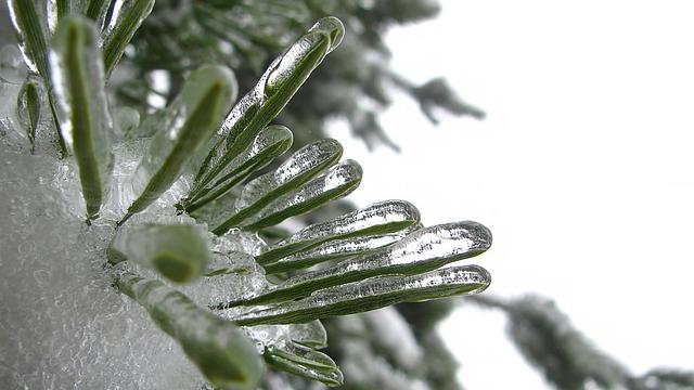 After Thousands Of Years, Earth’s Frozen Life Forms Are Waking Up