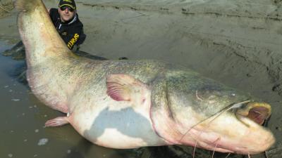 Monster 127kg Catfish Caught In Italy