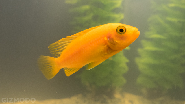 A Same-Day Delivery Startup Brought Me A Fish We Both Assumed Would Die
