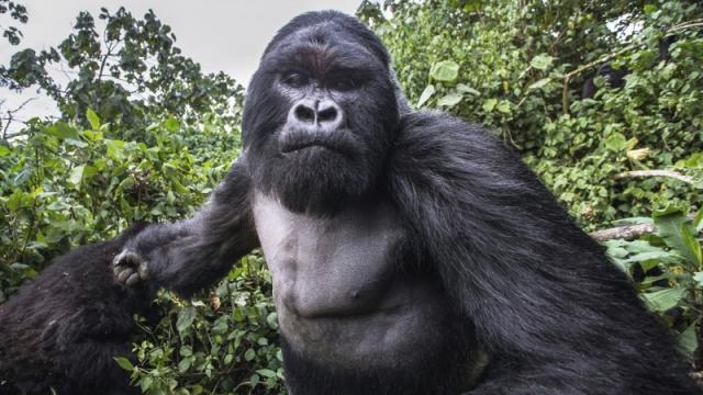 The Gorilla Who Punched That Photographer Wasn’t Drunk