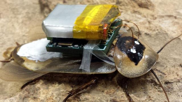This Cyborg Cockroach’s Nervous System Is Hardwired For Remote Control