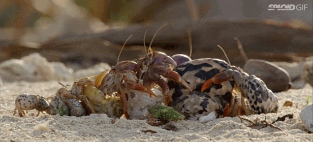 Watch Hermit Crabs Form A Line From Biggest To Smallest To Trade Shells