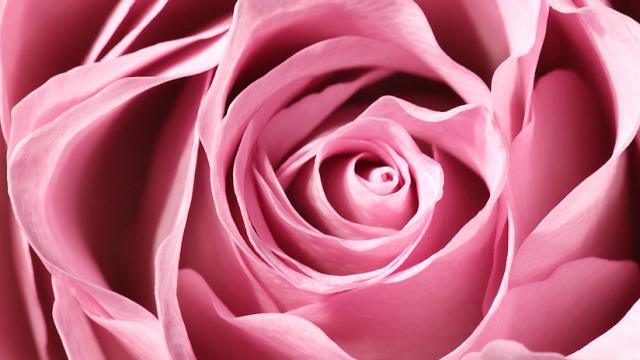 New Stretchable Circuitry Is Inspired By Rose Petals