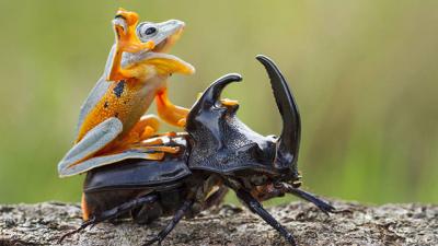 Can This Picture Of A Frog Riding A Beetle Be Real, Or Is It Fake?