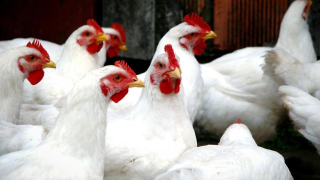 300,000 Chickens Killed By Attacks On Farm Alarm Systems