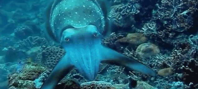 Cuttlefish Hypnotise Their Prey Performing These Trippy Light Shows