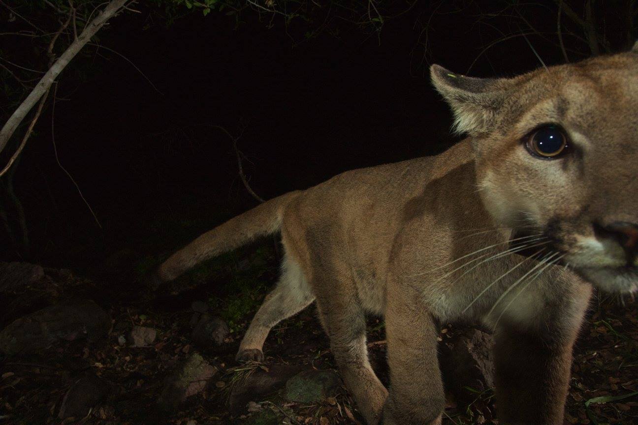 Oh Hai! Amazing Photos Capture New Baby Mountain Lions