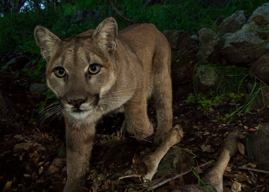 Oh Hai! Amazing Photos Capture New Baby Mountain Lions
