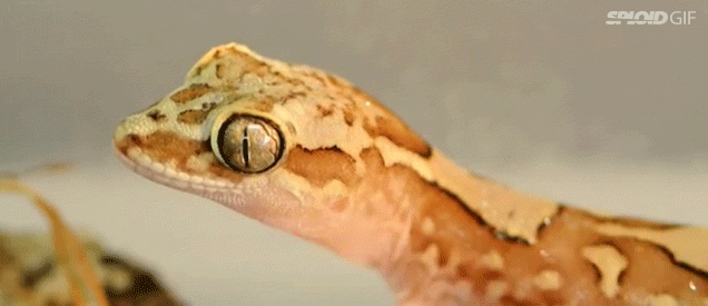 Water Droplets Jump Off A Gecko’s Skin Like Popping Popcorn