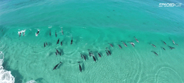 Beautiful Drone Footage Shows Dolphins Surfing For Fun In Australia