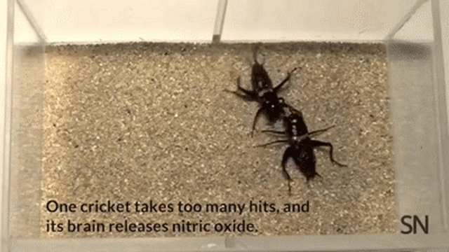 Watch Crickets Fight Until They Get Stoned And Paranoid