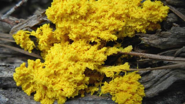 Hungry Slime Molds Reconstruct Ancient Road Networks