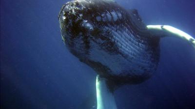 Humans Killed Nearly 3 Million Whales In The 20th Century