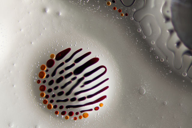 Science Photographer Reveals Beauty Of The Microscopic World