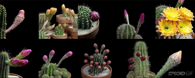 Seeing Cactuses Bloom Flowers Is Like Watching Aliens Grow Tumours