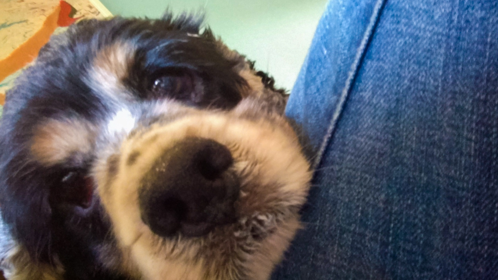 What It’s Like To Adopt An Older Dog