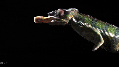 Slow-Motion Video Shows A Chameleon Shoot Out Its Superpower Tongue