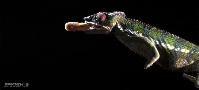 Slow-Motion Video Shows A Chameleon Shoot Out Its Superpower Tongue