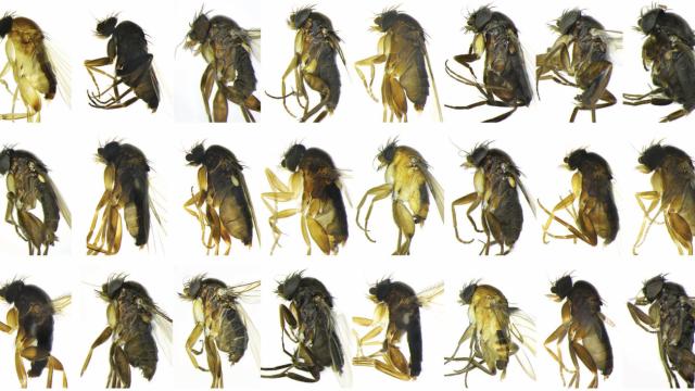 30 Previously-Unknown Species Of Fly Discovered In Los Angeles