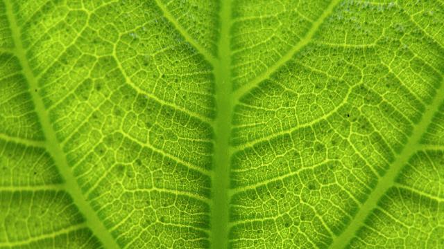To Feed The World, We May Need To Hack Photosynthesis