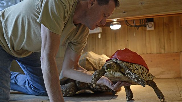 A 3-D Printer Saved This Poor Underfed Tortoise