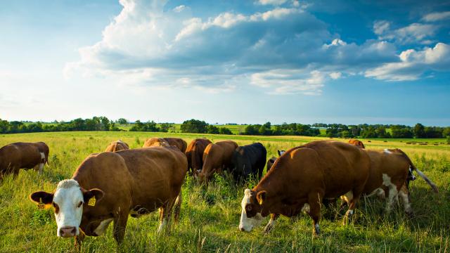 Cattle Yard Aroma Carries Antibiotics And Antibiotic-Resistant DNA