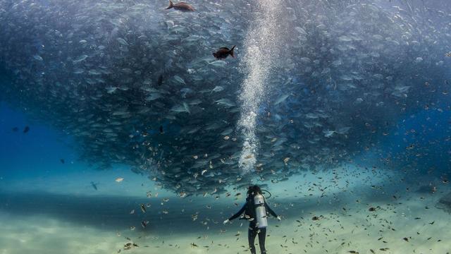 Spectacular Photo Of A Scuba Diver Swimming Under A Massive Fish Tornado