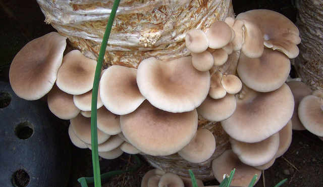 The Technology That Will Build Our Future May Be Found In Mushrooms