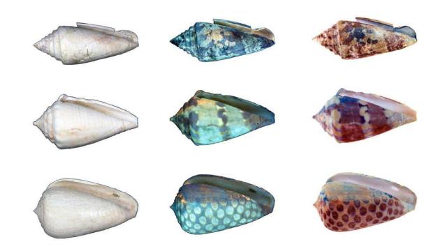 UV Light Reveals The Former Glory Of Ageing Seashells
