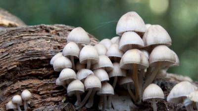 The Technology That Will Build Our Future May Be Found In Mushrooms