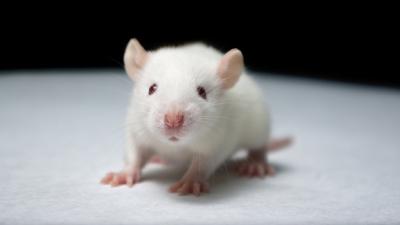 A Magnetic Brain Implant Lets Blind Rats See Without Seeing