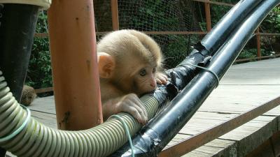 Monkeys Can’t Stop Eating India’s Delicious Fibre Optic Cables