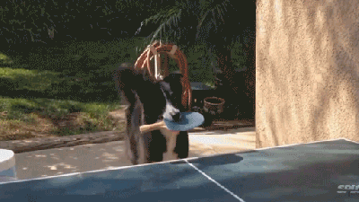 This Dog Is An Extraordinary Ping Pong Player
