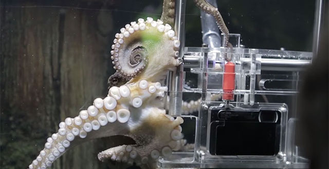 Holy Crap, This Octopus In New Zealand Is Taking Pictures Of Its Visitors