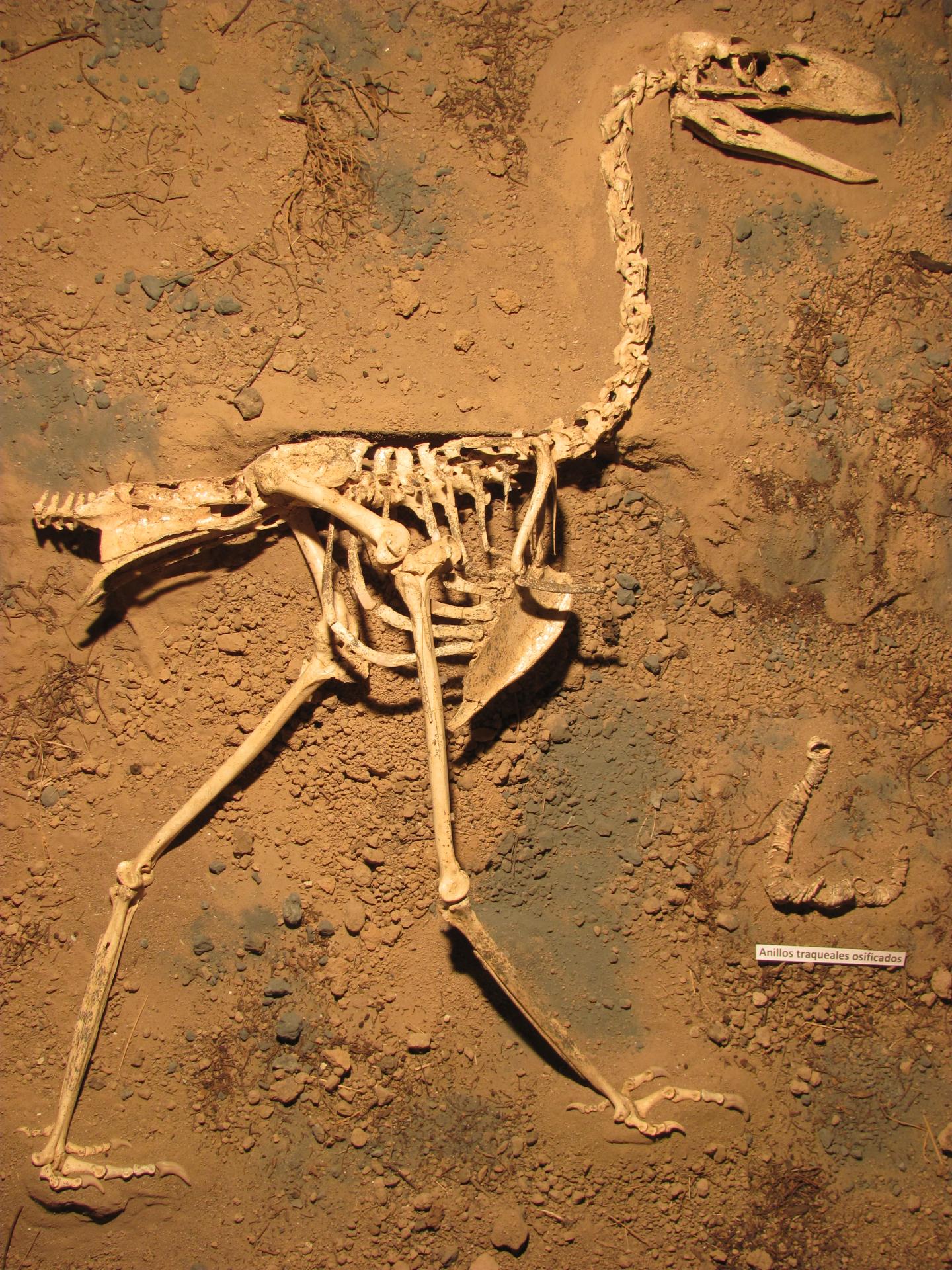 Newly Discovered Terror Bird Sheds Light On A Fearsome Clan