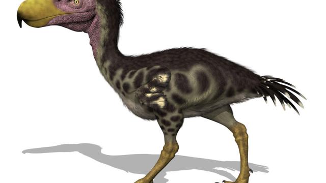 Newly Discovered Terror Bird Sheds Light On A Fearsome Clan