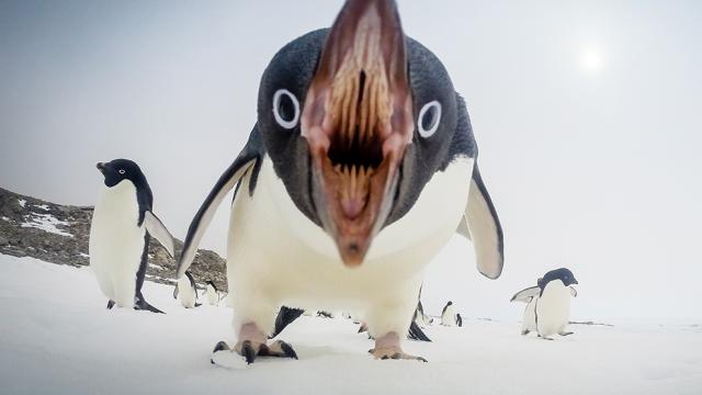 Cute Penguins Get Angry Too