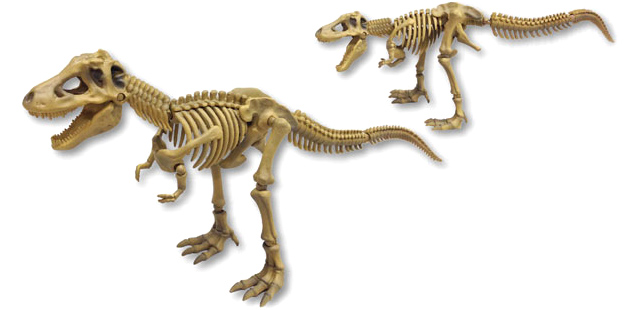 Have Your Own Night At The Museum With Fully Poseable Dino Skeletons