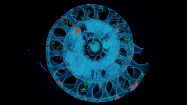Peer Inside The X-Ray Scan Of A Creature Millions Of Years Old