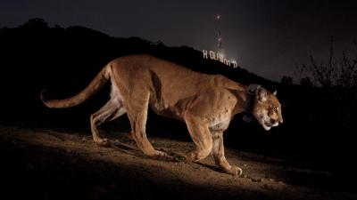 How P-22 Became Hollywood’s Most Famous Mountain Lion